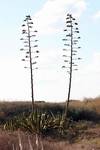 IMG%5F4055.jpg
