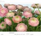 Gentle Rose