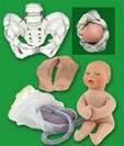 Cloth Pelvic Model Set