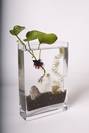 Bio-Decoration
