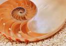 Nautilus