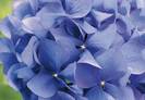 Hortensia