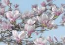 Magnolia