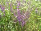 מרוות יהודה - (5 גרם)