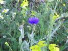 Centaurea cyanoides