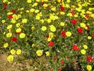 Chrysanthemum coronarium