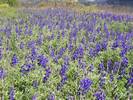 Lupinus pilosus