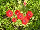 Anemone coronaria