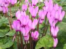Cyclamen persicum