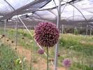 Allium ampeloprasum
