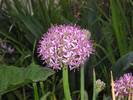 Allium tel-avivence
