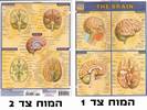 מפת אנטומיה קטנה של המוח +למינציה מק"ט 1892