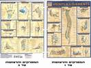 מפת אנטומיה קטנה של המפרקים והרצועות + למינציה מק"ט 1893