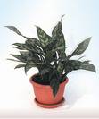 אגלונמה קומפקט מריה,Aglaonema 