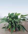 אגלומנה קינג,Aglaonema King