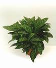 אגלונמה כהה,Aglaonema