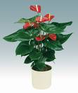 אנטוריום פרח אדום,Anthurium