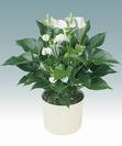 אנטוריום פרח לבן,Anthurium
