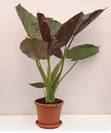 אלוקסיה וונטי,Alocasia macrorrhiza