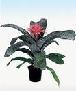 אכימאה,Bromeliads,Aechmea