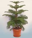 ארוקריה-עץ חג המולד,heterophylla Araucaria