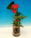 אנטוריום ואזה,Anthurium