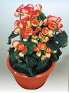 ביגוניה ורד,begonia
