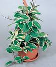 בת שבע,Hoya carnosa