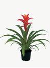 גוזמניה,Guzmania