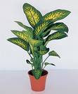 	דיפנבכיה  ,Dieffenbachia Tropic Snow