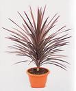 דרצנה אוסטרלית,CORDYLINE/"DRAC." AUSTRALIS CV