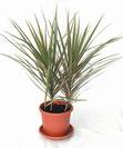 דרצנה-טריקולור,Dracaena marginata