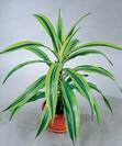 דרצנה למון ליים,DRACAENA SANDERIANA YELLOW
