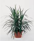 דרצנה מרגינטה,Dracaena marginata