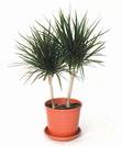 דרצנה מרגינטה גזע,Dracaena marginata