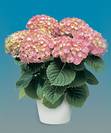 הורטנציה,Hydrangea