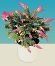 זיגוקקטוס,Schlumbergera