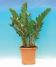 זמיה קוקס,Zamioculcas