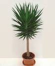 יוקה גזע,Yucca