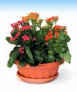 ניצנית,Kalanchoe