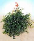 נמטנטוס,NEMATANTHUS