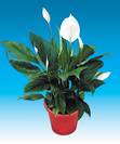 ספטיפיליום,Spathiphyllum