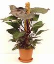 פילדנדרום ניו רד,Philodendron erubescens