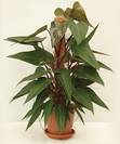 פילדנדרום רובי,Philodendron erubescens