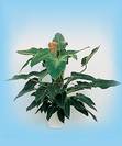 פילדנדרום קינג,Philodendron Imperial Green