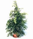 פיקוס בינימינה,Ficus benjamina light green