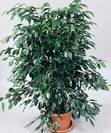 פיקוס דניאלי,Ficus benjamina Black