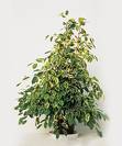פיקוס גולדן מגוון,Ficus benjamina variegated