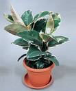 פיקוס גומי מגוון,Ficus Elastica Variagata