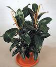 פיקוס גומי מלאני,Ficus Elastica MeLani